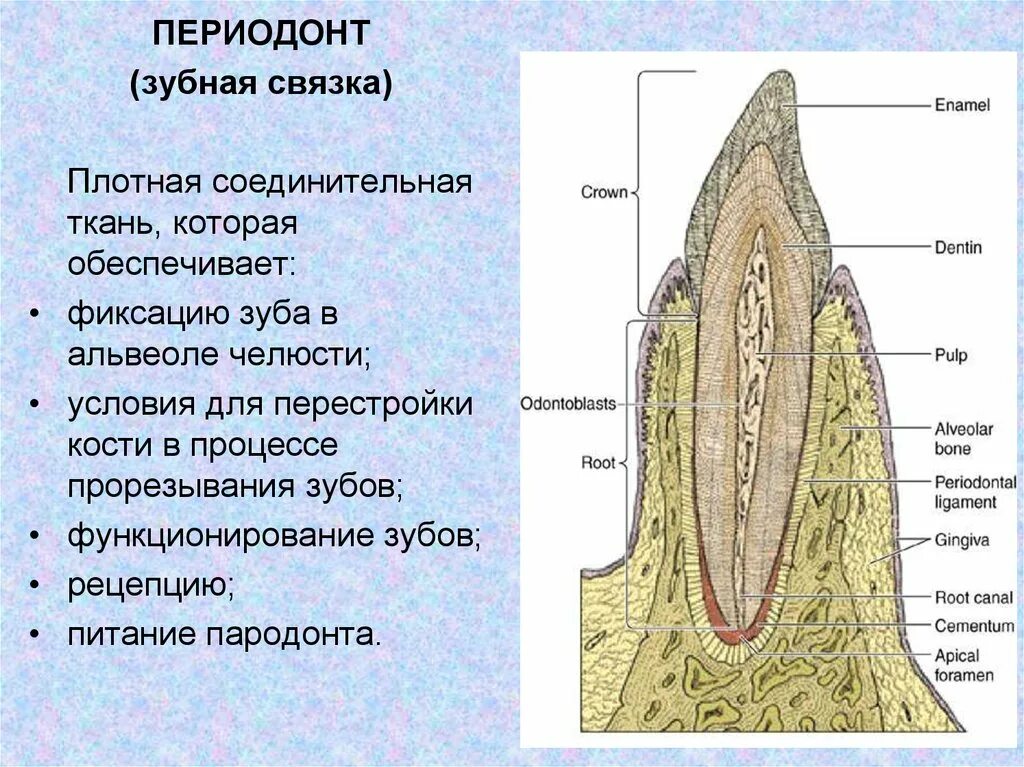 Строение пульпы зуба и периодонта. Анатомическое строение пульпы. Строение пульпы зуба гистология. Периодонт зуба гистология. Функции тканей зубов