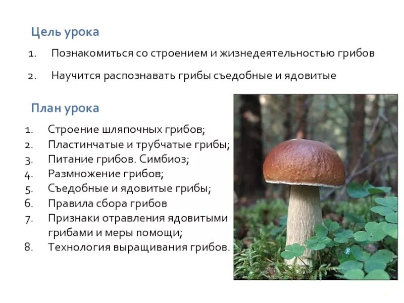Таблица особенности строения пластинчатый гриб трубчатый гриб. Съедобные Шляпочные грибы. Шляпочные грибы съедобные и ядовитые. Жизнедеятельность шляпочных грибов 5 класс. Ядовитые Шляпочные грибы.