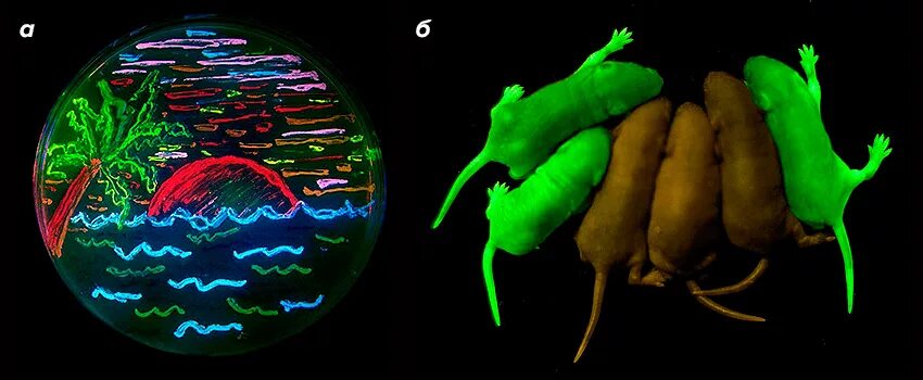 Процесс трансформации у бактерий. Трансформация бактерий схема. Трансформация бактерий извлечение гена флуоресцентного белка. Трансформация бактерий характеризуется. Трансформация бактерий извлечение гена флуоресцентного белка.