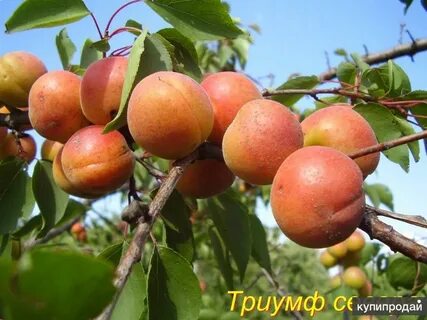 Яблоня абрикос