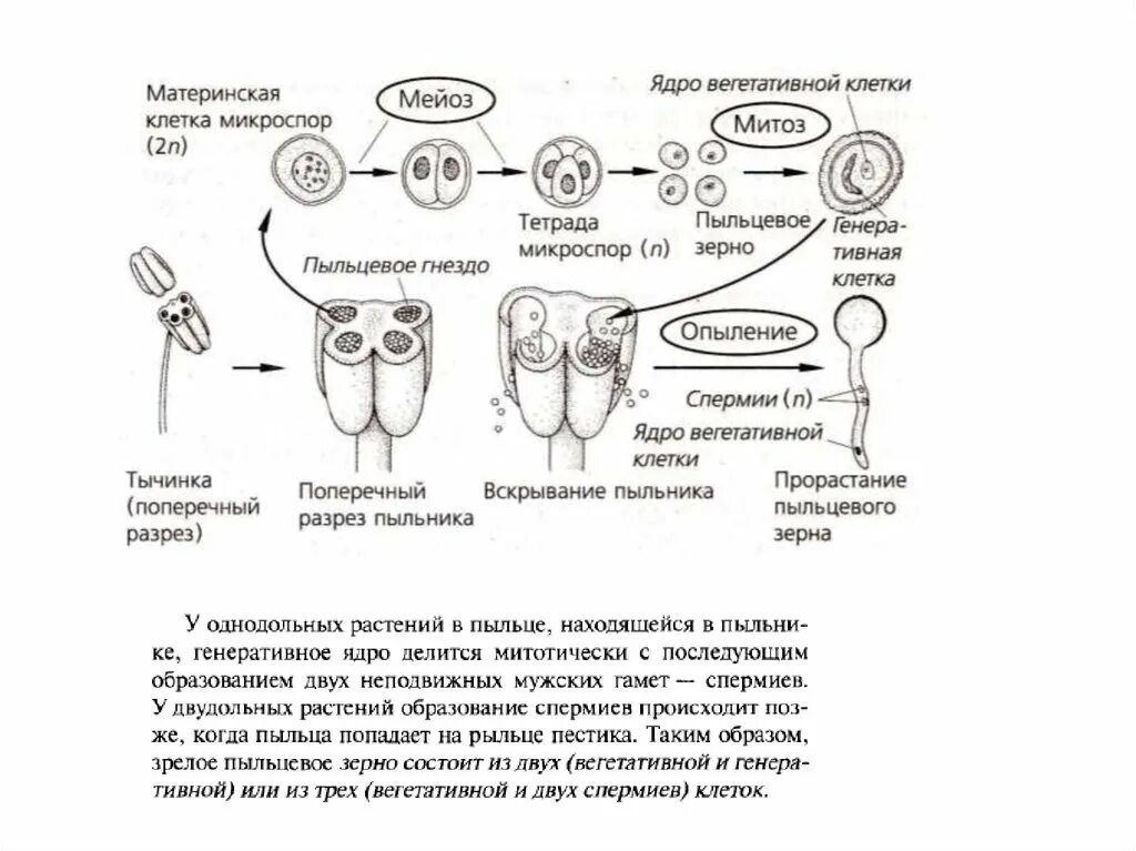 Развитие мужского гаметофита покрытосеменных схема. Схема развития пыльцевого зерна. Образование мужского гаметофита у покрытосеменных схема. Микроспорогенез формирование мужского гаметофита у покрытосеменных.