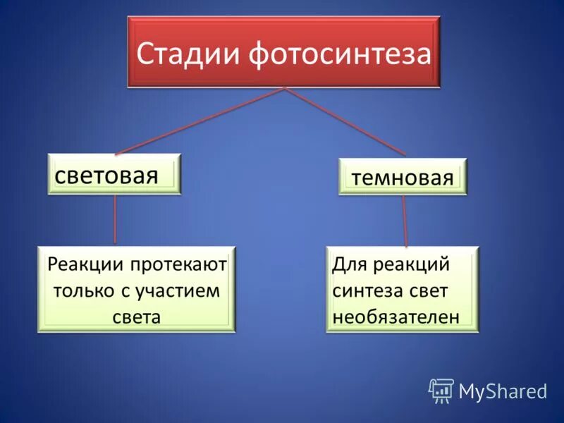 Световая фаза этапы