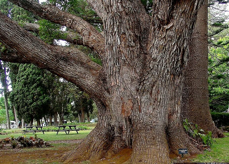 Cinnamomum camphora. Cinnamomum camphora. Дерево поставляющее камфора 4. Камфорное дерево в японии. Дерево поставляющее камфора 4.