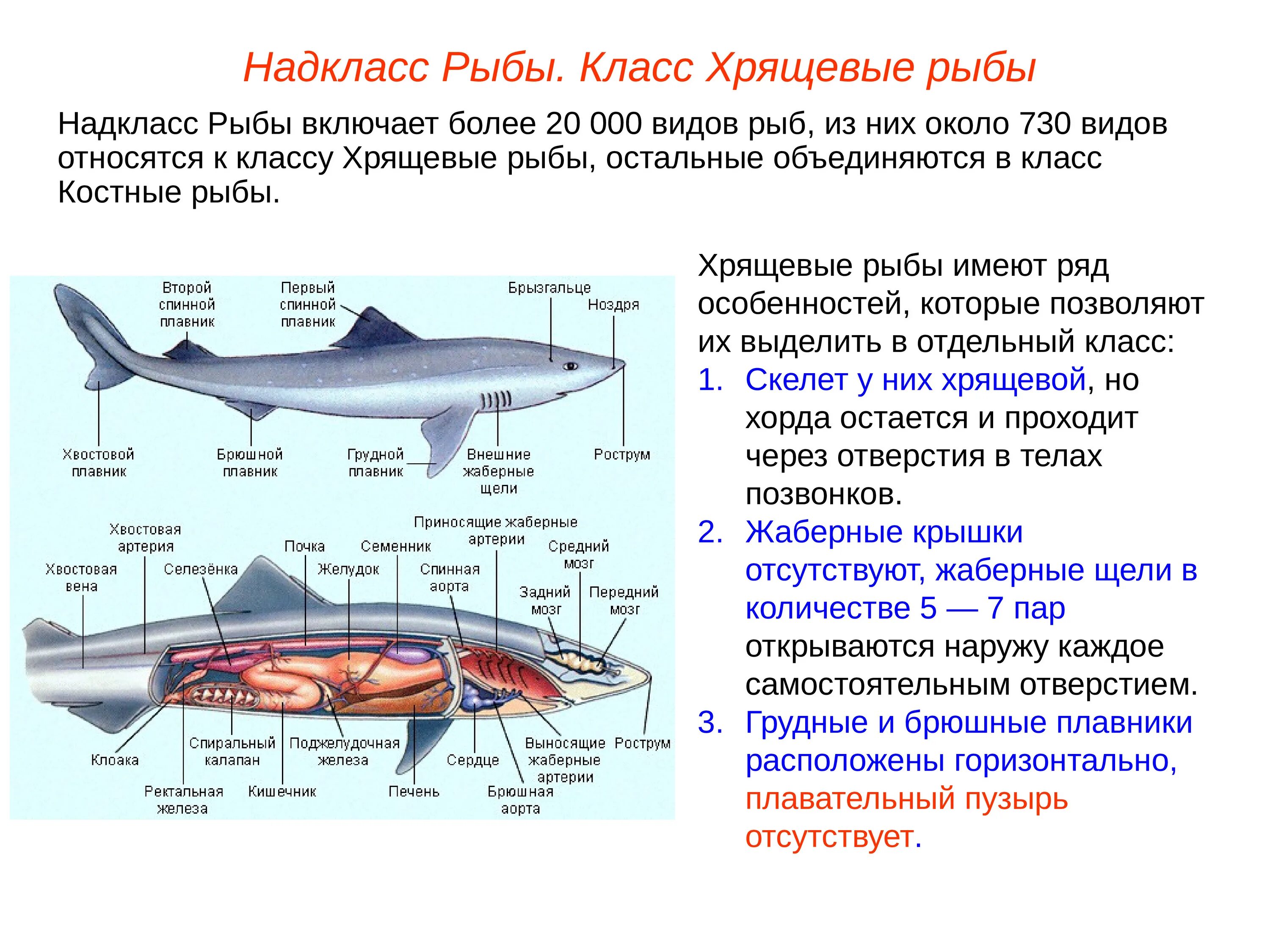 Рот хрящевые рыбы костные рыбы. Представители хрящевых рыб 7 класс. Внешнее строение хрящевых рыб таблица. Конспект по биологии костные рыбы кратко. Общая характеристика класса рыб биология 7 класс.