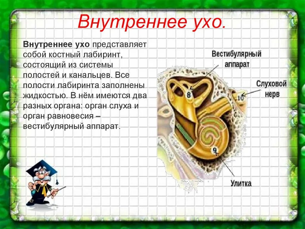 Внутреннее ухо особенности. Внутреннее ухо заполнено жидкостью. Полость внутреннего уха. Полость внутреннего уха заполнена. Чем заполнена полость внутреннего уха.