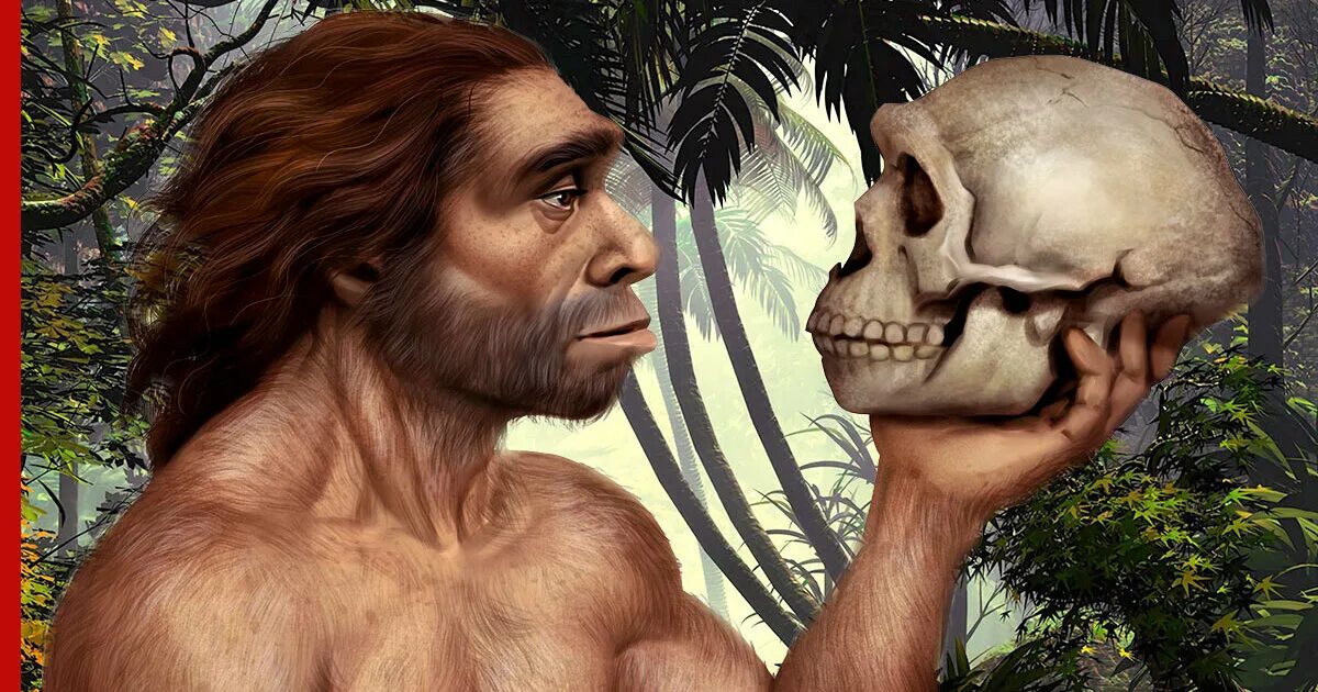 Хомо сапиенс денисовский человек неандерталец. Неандерталец получил свое название по реке неандерталь. Homo sapiens sapiens кроманьонец. Неандерталец (homo neanderthalensis). Неандертальцем называют.