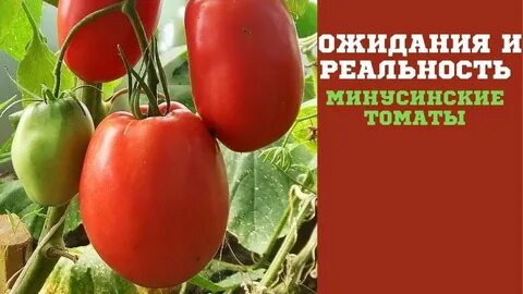 Минусинский кистевой томат отзывы