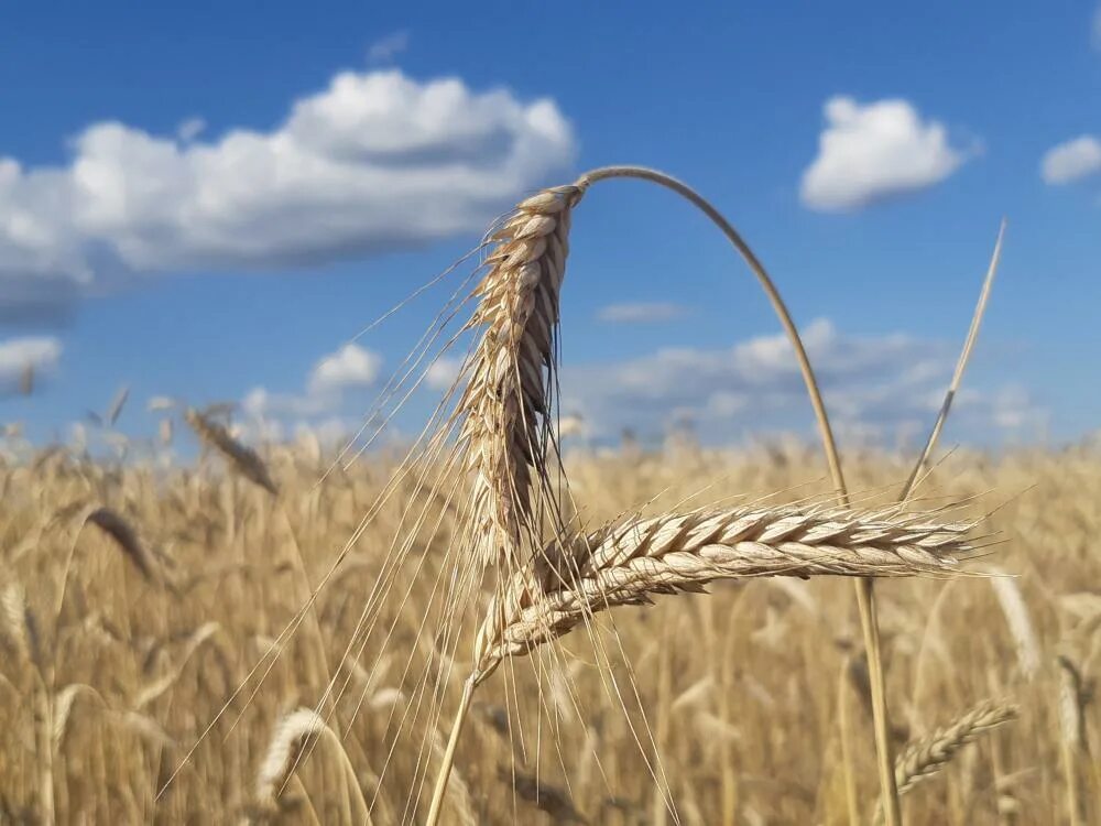 Озимая рожь вятка 2. Горная рожь (secale montanum). Рожь с двумя нн. Колосья пшеницы. Ржаной колосок овсяной снопок.