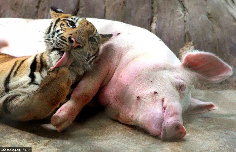 тигр и поросенок. минипиг пятнистый. тигр и поросенок. тигр и свинка. свинья в тигровой шкуре.