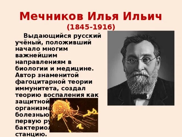 Теория иммунитета ученый. Мечников теория. Фагоцитарная теория Мечникова. Теория иммунитета Мечникова. Создатель фагоцитарной теории иммунитета.