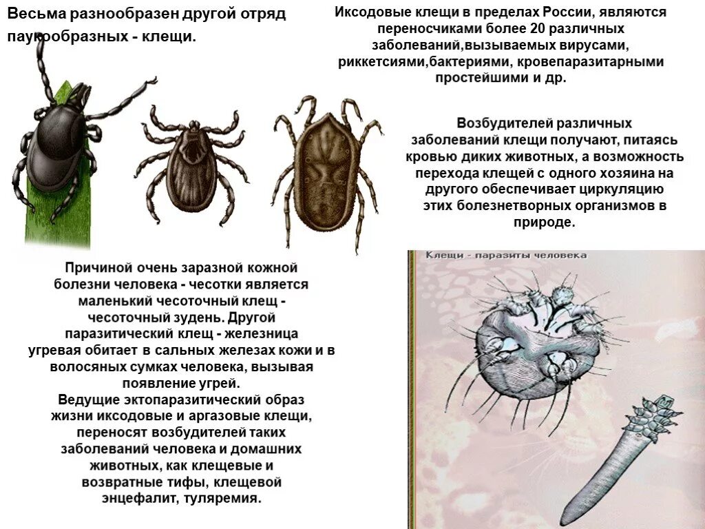 Иксодовые клещи инфекции. Клещи переносчики возбудителей заболеваний. Чесотка иксодовые клещи. Чесоточные клещи переносчики. Иксодовые клещи переносчики инфекции.