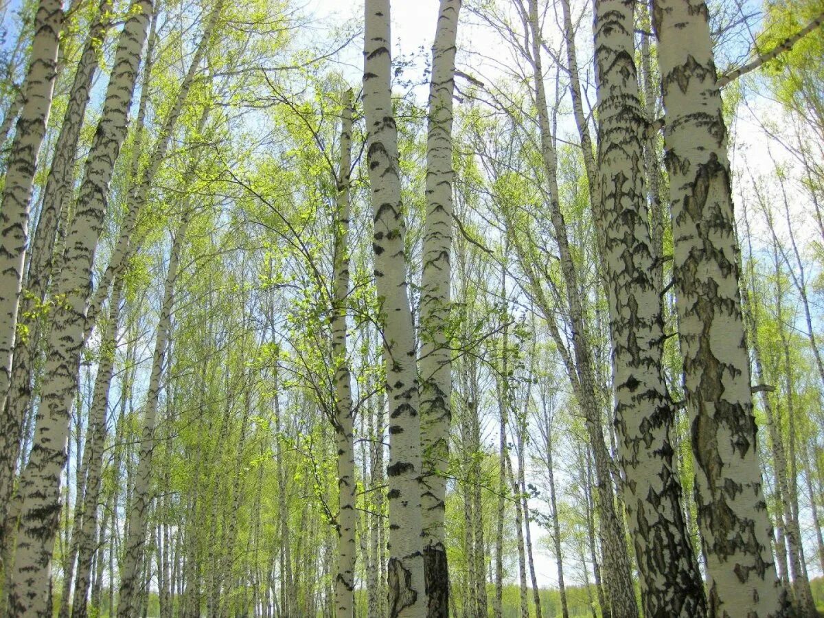 Молодые березки весной. Березовая роща ранней весной чага. Березовая роща Томск. Весенняя Березовая роща. Углич Березовая роща.