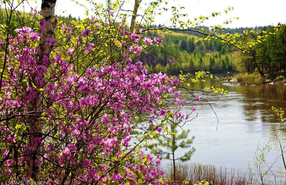 Рододендрон Даурский Забайкалье. Природа Забайкалья багульник. Багульник весной в Забайкалье. Весеннее цветение в Забайкалье багульник.