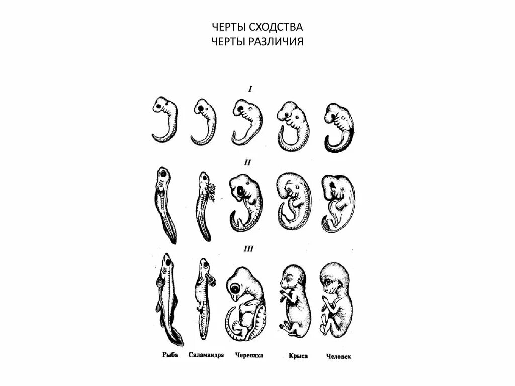 Стадии развития эмбрионов позвоночных. Закон зародышевого сходства Бэра. Закон зародышевого сходства Бэра таблица.