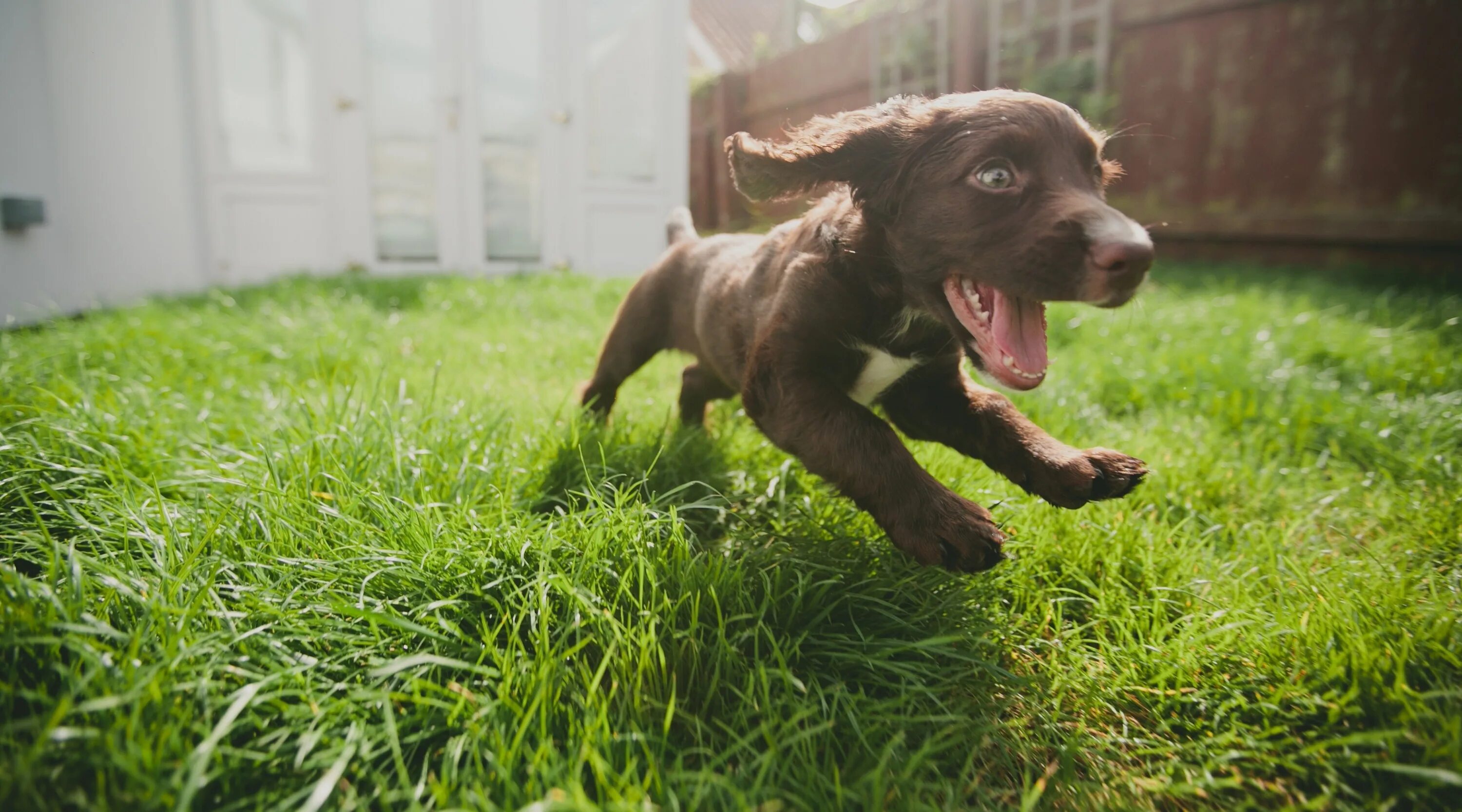 1 is running the dog