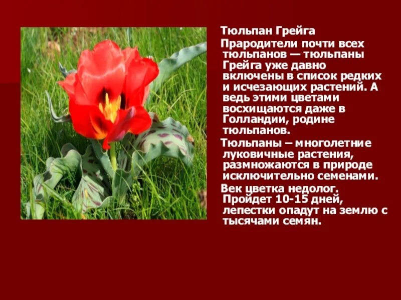 Песни занеси меня в красную книгу. Тюльпан Грейга в Казахстане. Тюльпан Грейга в красной книге. Степной тюльпан Грейга. Растения Казахстана тюльпан Грейга.