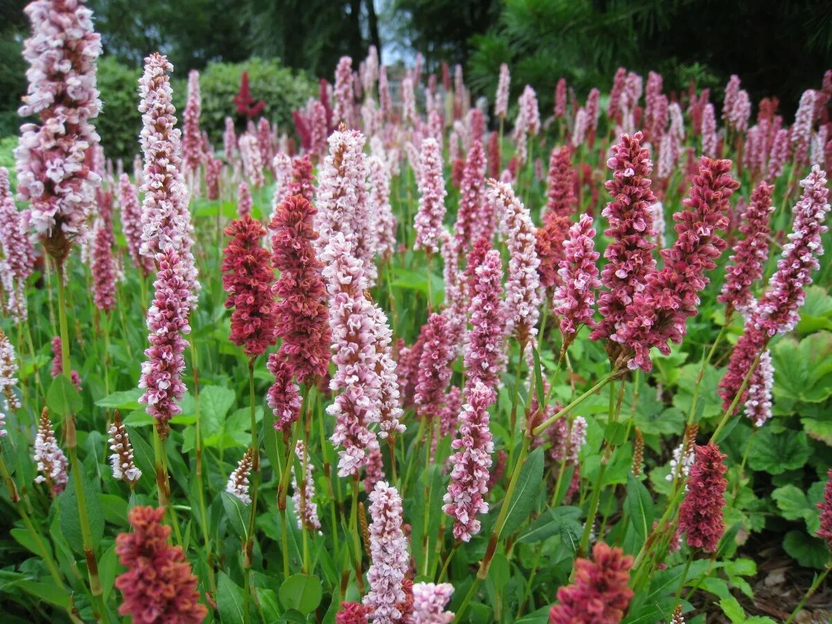 Горец bistorta superba. Змеевик Горец змеиный. Горец змеиный (Polygonum bistorta). Горец родственный superba.