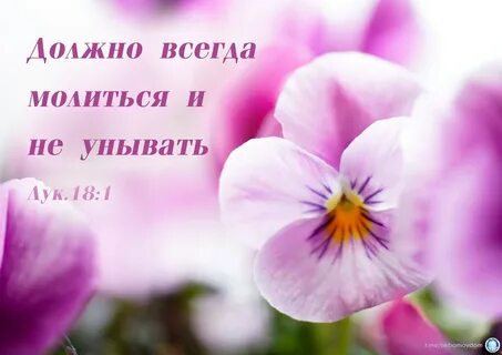 Цвет нежная фиалка