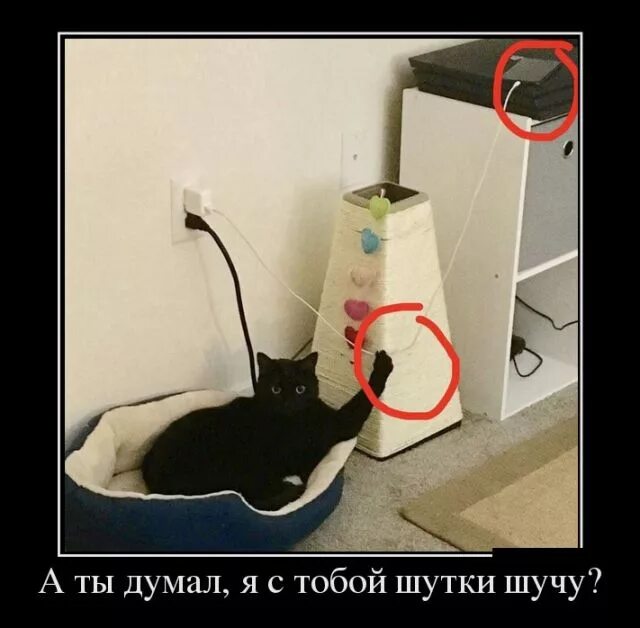 Шутки шутить. Думал я с тобой шутки шучу кот. котики шутят. кот прикалывается.