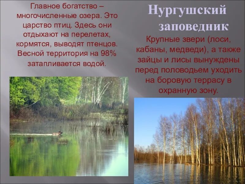 Содержании киров. Заповедник нургуш в кировской области растения. нургушский заповедник кировской области краткое. заповедники кировской области. заповедник нургуш в кировской области проект.