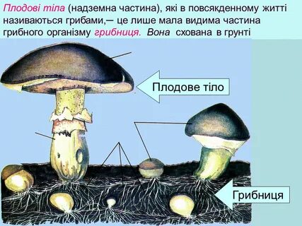 Грибы строение и жизнедеятельность