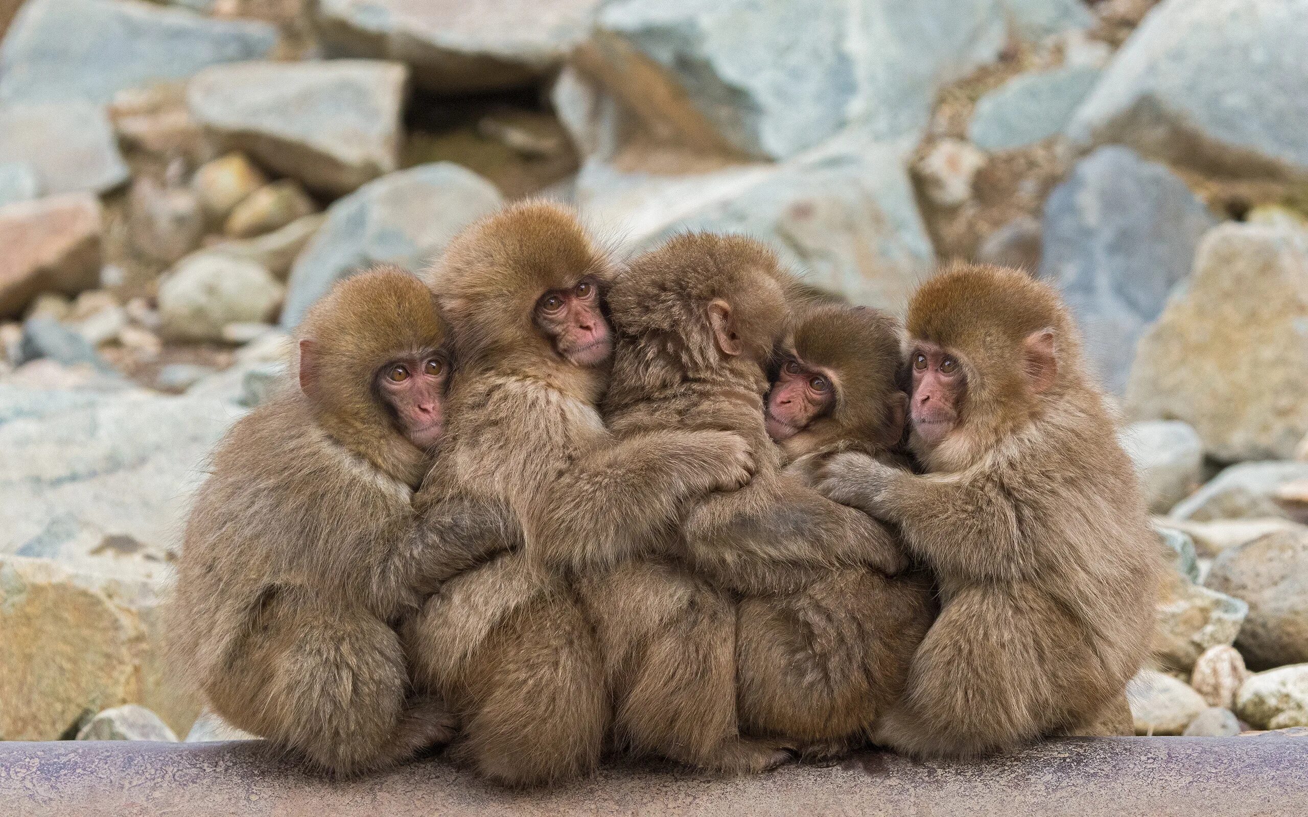 3 обезьяны сидят. Парк снежных обезьян Джигокудани. Японский макак. Обезьяны острова Хоккайдо. Обезьяны в Японии.
