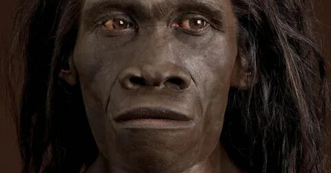 Homo erectus