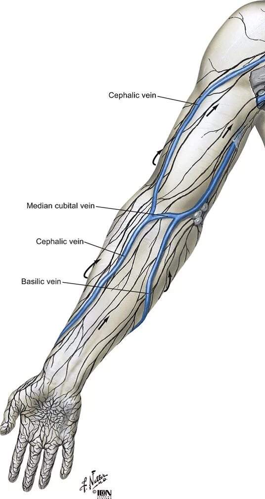 Срединная локтевая Вена. Верхняя конечность Вена анатомия. Cephalica Вена. Вены предплечья топографическая анатомия.
