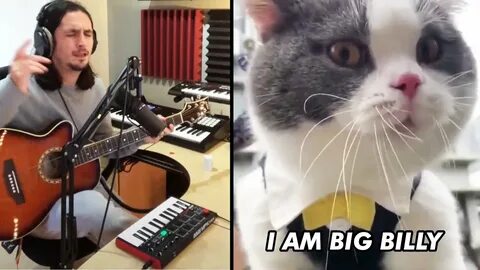 Billing cat
