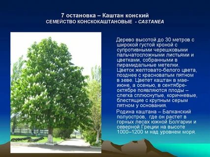 Каштаны составляют 7 15 деревьев