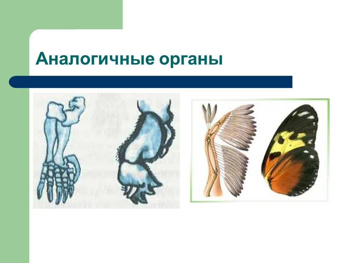 Аналогичные органы. Амоломологичные органы. Понятие аналогичные органы. Гомологичные и аналогичные органы растений и животных.