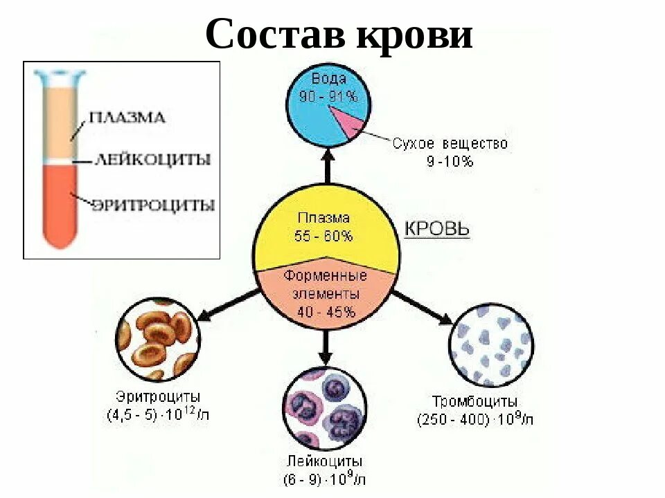 Кровь биология 11 класс. Состав крови схема. Состав крови человека схема. Состав крови схема 3 класс. Составьте схему состав крови 8 класс.