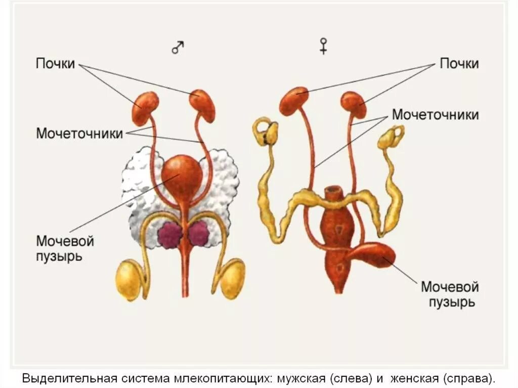 Мочеточники млекопитающих. Мочеполовая система млекопитающих схема. Строение выделительной системы млекопитающих. Внутреннее строение млекопитающих выделительная система. Выделительная система млекопитающих анатомия.