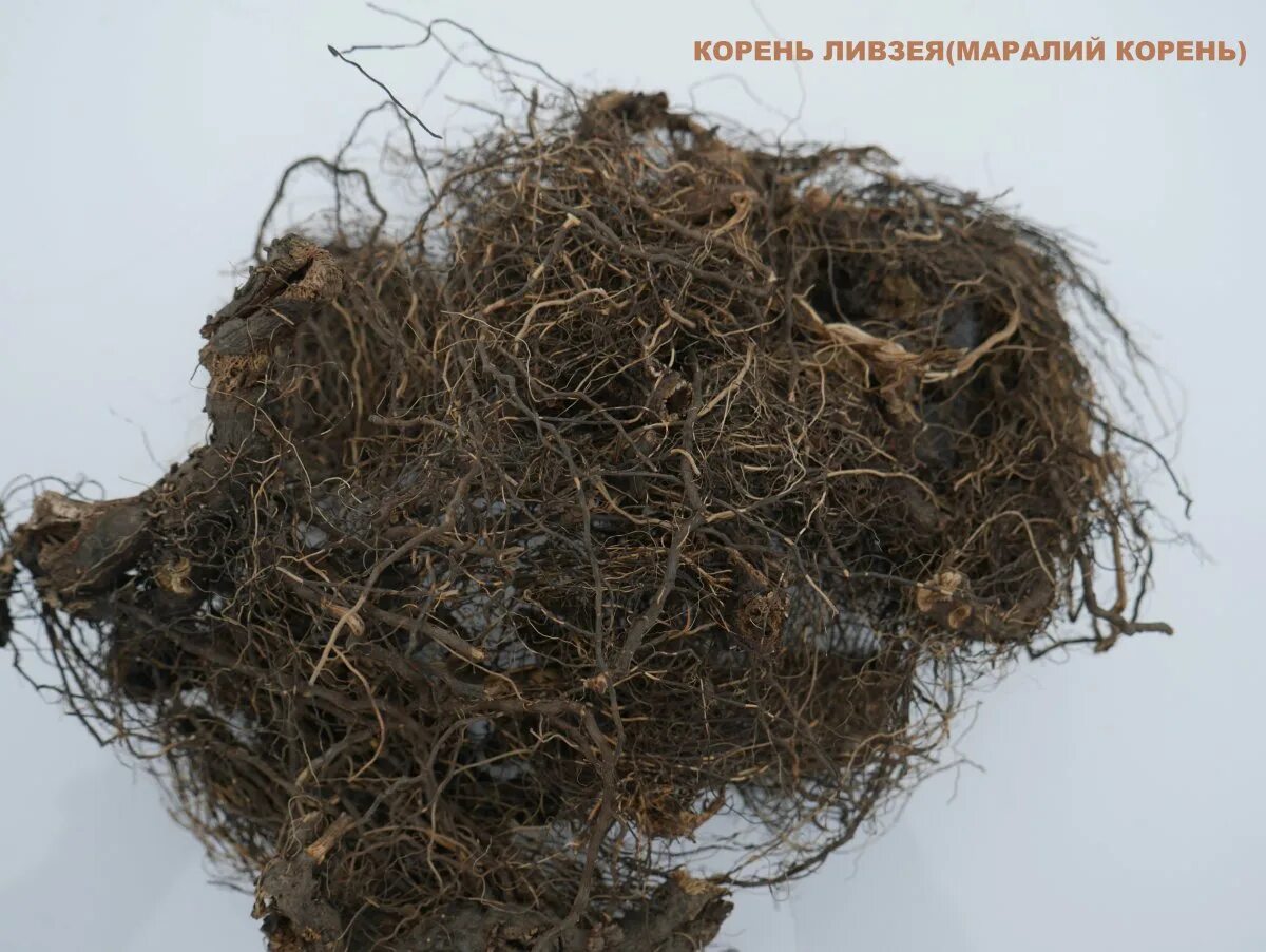 S корень t. Маралий корень (левзея). левзея сафлоровидная. левзея сафлоровидная корневища с корнями. маралий корень корень.
