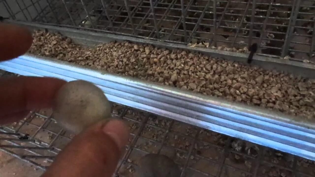 Почему перепелка несет