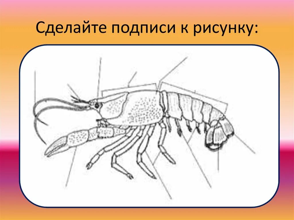 Сделайте подписи к рисунку строение. Изучение внешнего строения членистоногих. Внешнее строение ракообразных. Внешнее строение членистоногих. Ракообразные рисунок с подписями.