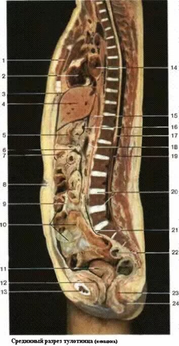 Фото анатомии человека женщин внутренних органов