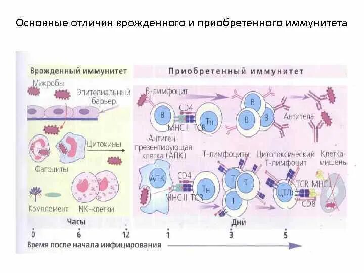 Генетический иммунного ответа. Клетки врожденного иммунитета таблица. Врожденный и приобретенный иммунитет иммунология. Клетки врожденного и приобретенного иммунитета. Функции врожденного иммунитета иммунология.