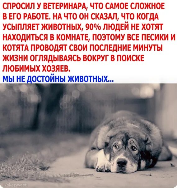 Усыпление животного грех