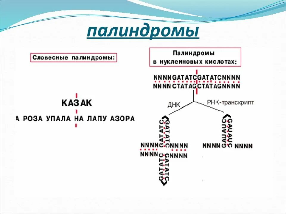 Палиндромная последовательность ДНК. Палиндром ТРНК. Палиндром биология. Палиндромы биохимия.