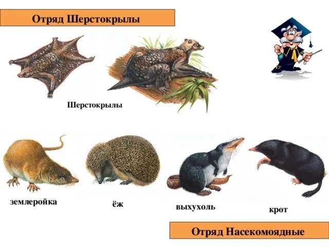 Еж отряд млекопитающих. Отряд насекомоядные млекопитающие. насекомоядные представители. млекопитающие отряд насекомоядные представители. отряд насекомоядные выхухоль.