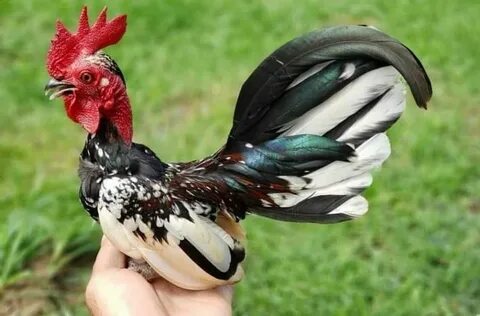Маленькие петухи и курицы