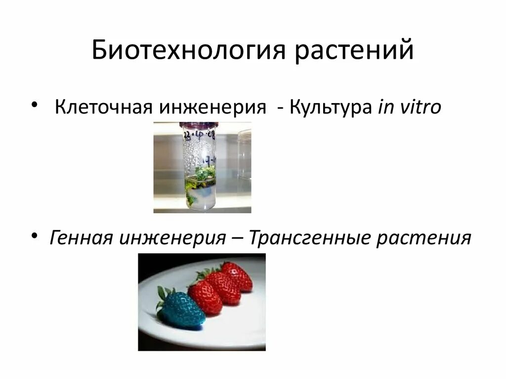 Методы клеточной инженерии в биотехнологии. Биотехнология генная и клеточная инженерия. Биотехнология растений. Генная инженерия в биотехнологии. Методы биотехнологии растений.