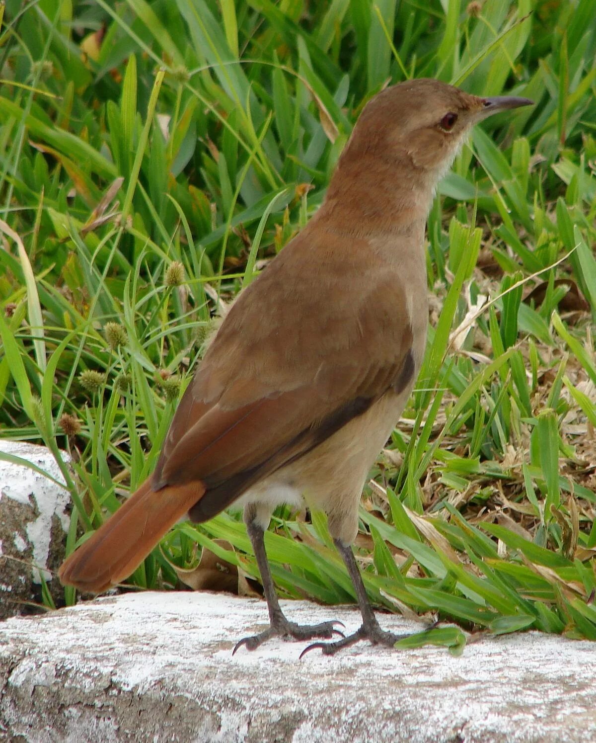 File:Eastern Brown Thrasher. Toxosoma rufum (24185168688).jpg - Wikimedia Common
