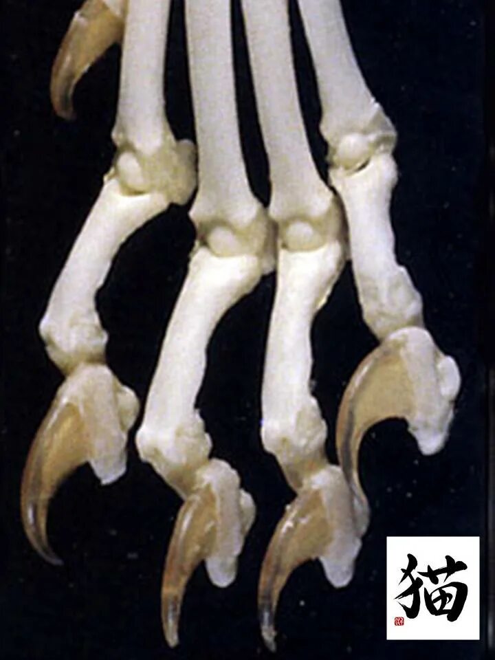 Кость лапы собаки. Скелет кошки анатомия лапы. Кости плюсны кошки. Кошачий коготь анатомия. Строение костей кошачьей лапы.