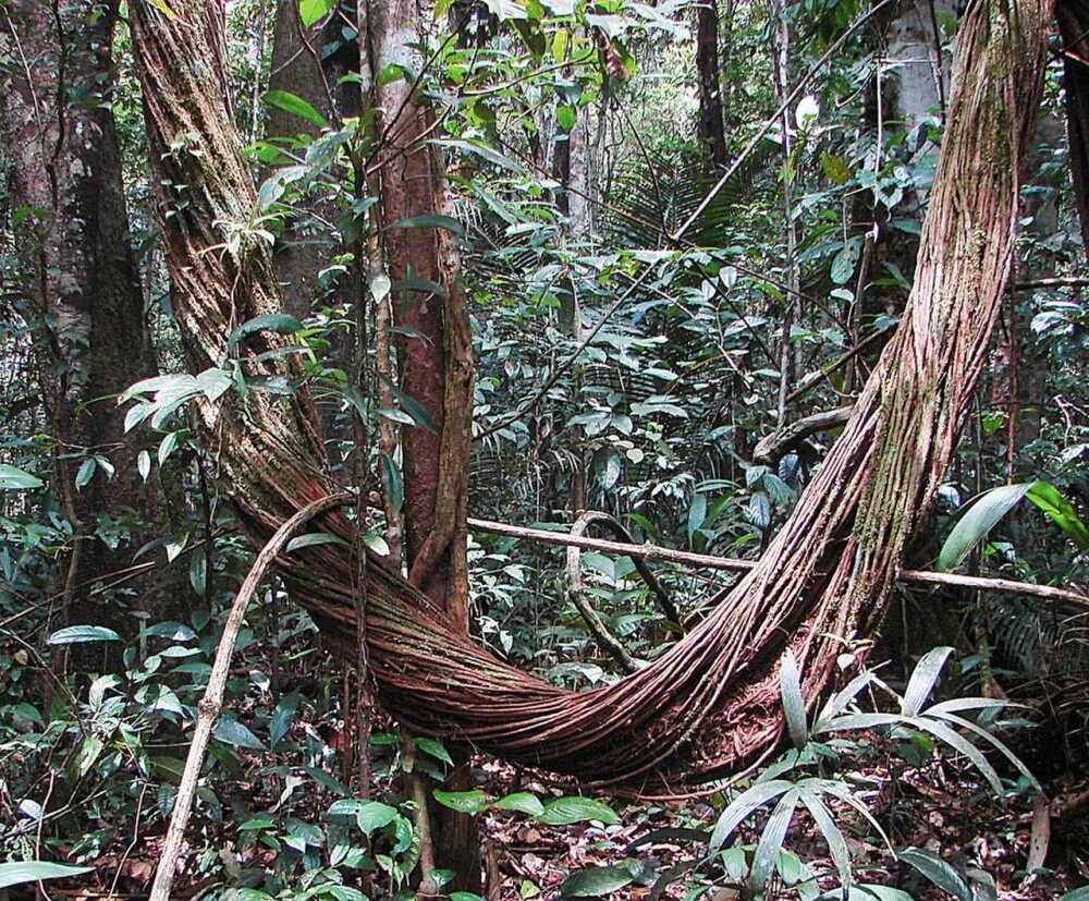 Большое количество лиан. Лиановидная Пальма ротанг. Лианы в Бразилии. Лианы в тропическом лесу.