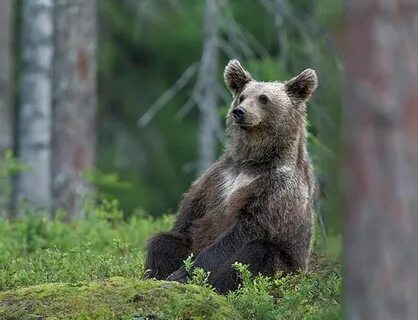 Real bear