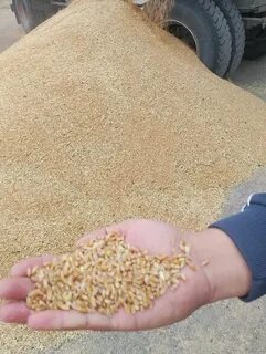 Арабтар балапанды сипайды