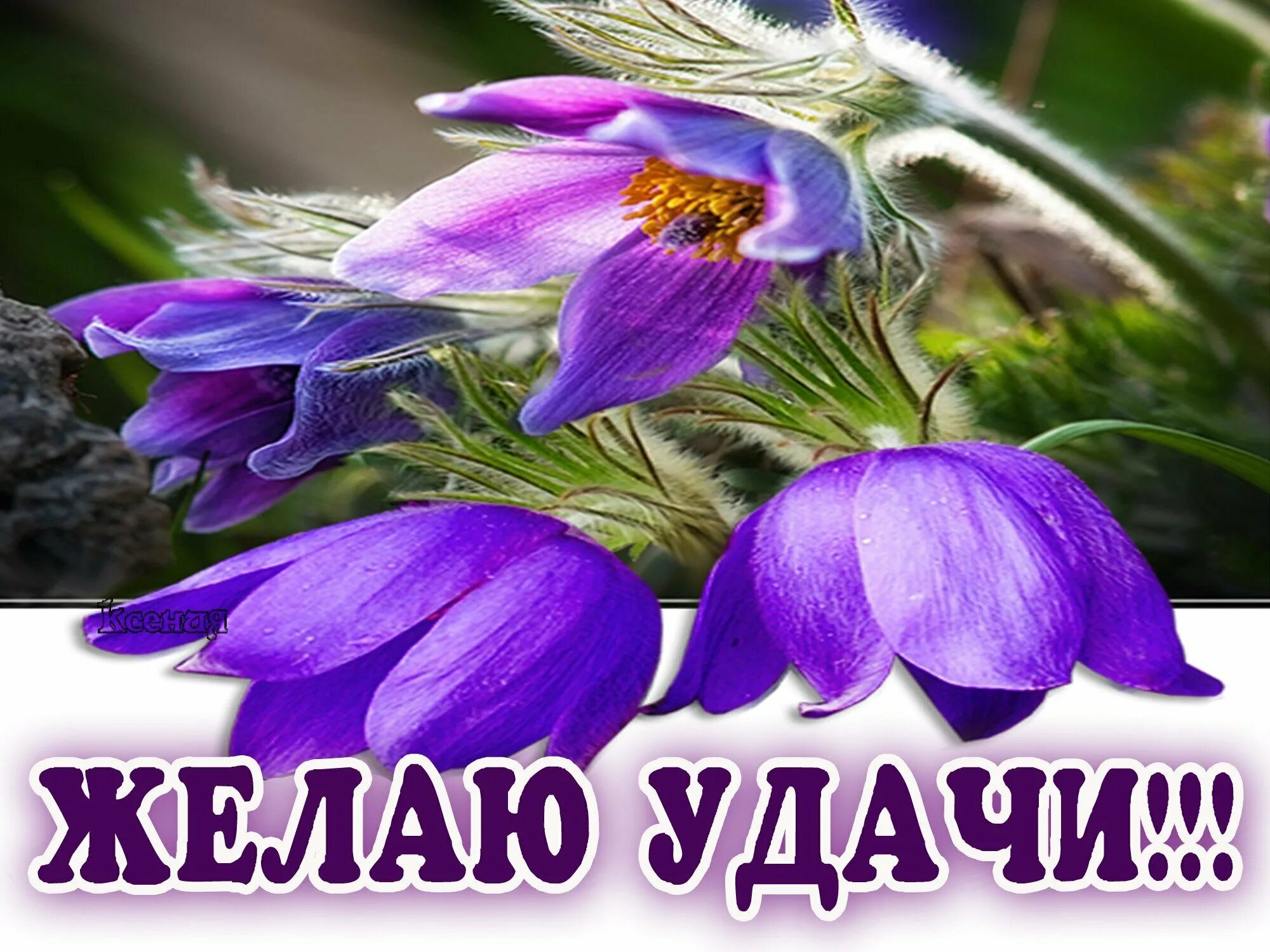 Картинки желаю