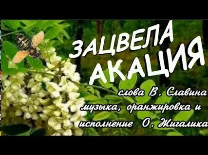 Песня я акация я колючая